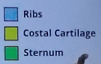 <ol><li><p>12 pairs of ribs with costal cartilages</p></li><li><p>Sternum</p></li></ol><p></p>