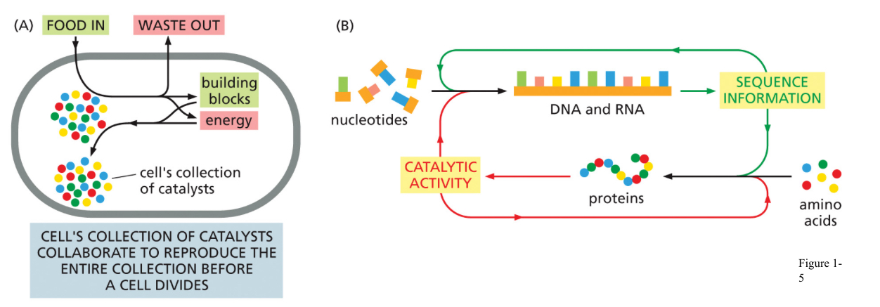 <ul><li><p>Without energy cell can’t accomplish much</p></li><li><p>Energy powers entire multicellular organism</p></li><li><p>Cells take food in → use energy to make building blocks → use energy for work → waste is discarded out of cell</p></li></ul><p></p>