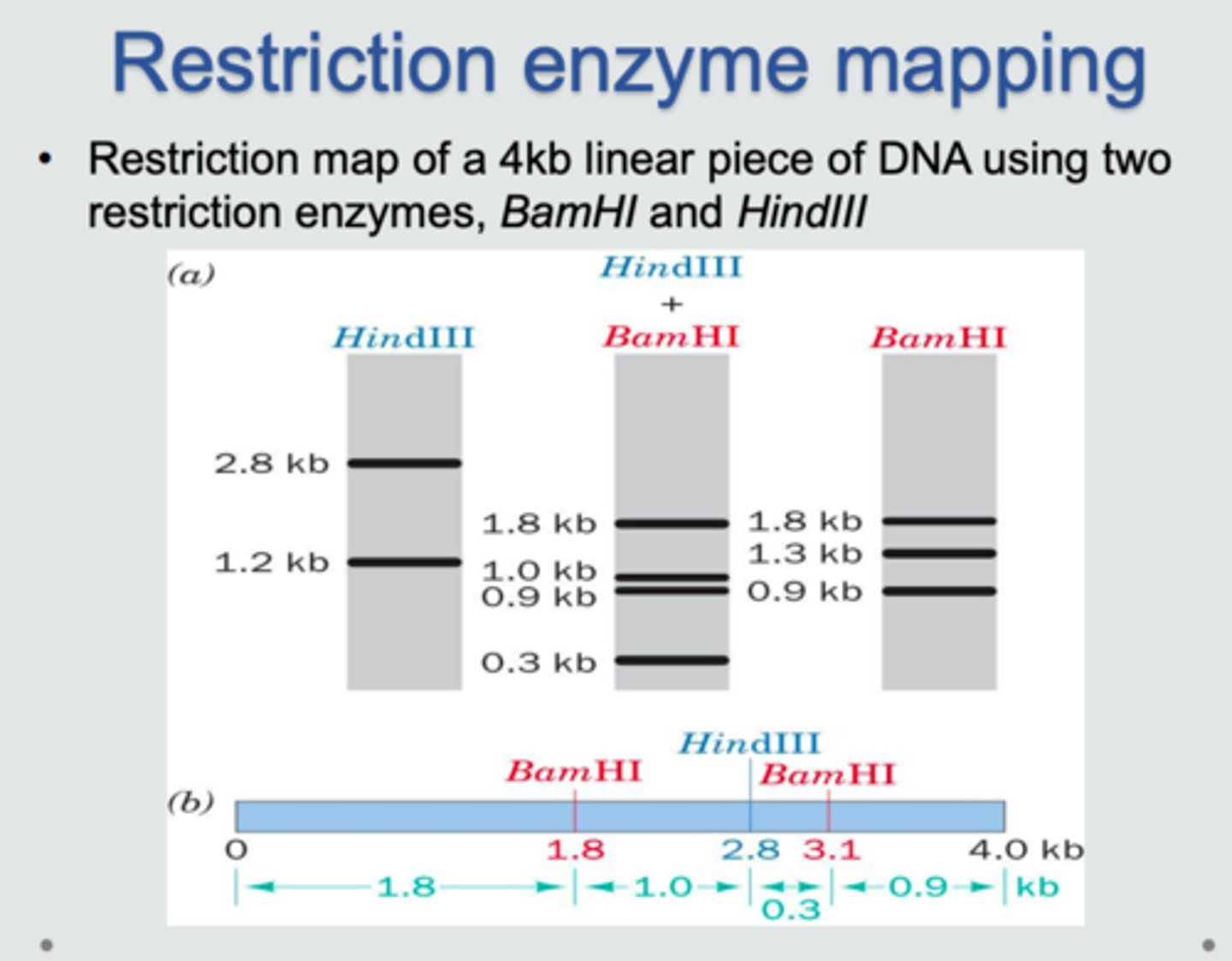 <p>technique used to determine the locations of restriction enzyme cleavage sites in DNA by analyzing the sizes of resulting fragments after digestion and electrophoresis</p>
