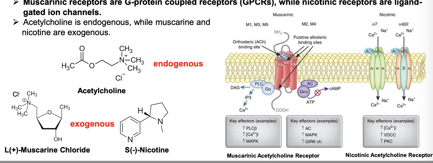 <ul><li><p>ACH is released by <u>cholinergic neurons</u> in the ANS and somatic NS and by some neurons in the CNS</p></li><li><p>cholinergic receptors are <strong>either muscarinic (mAChR) or nicotic (nAChR) </strong>based on their affinity for the naturally occurring alkaloids muscarine and nicotine, respectively</p></li><li><p>mAChR = receptor of relevance for cholinergic drugs targeting the <u>GI</u> and <u>genitourinary (GU)</u> systems</p></li><li><p><strong>muscrainic receptors are GPCRs while nicotinic receptors are ligand gated ion channels</strong></p></li><li><p>ACH is <u>endo</u>genous while muscarine and nicotine are <u>exogenous</u></p></li></ul><p></p>