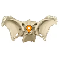<p>The raised back of the sella turcica</p>