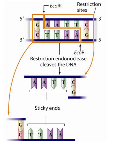 <ul><li><p>Specificity </p><ul><li><p>can target specific portions of the DNA to cut, which usually has the same base pattern but inverted between the strands</p></li></ul></li><li><p>Staggered Cuts</p><ul><li><p>cuts in a staggered pattern that leaves behind <strong>sticky ends</strong> which are unpaired bases that are useful in bonding the fragment with a fragment of DNA from a different organism</p></li></ul></li></ul><p></p>