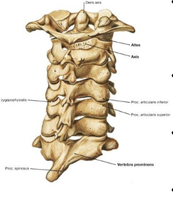 <p>cervical spine </p>