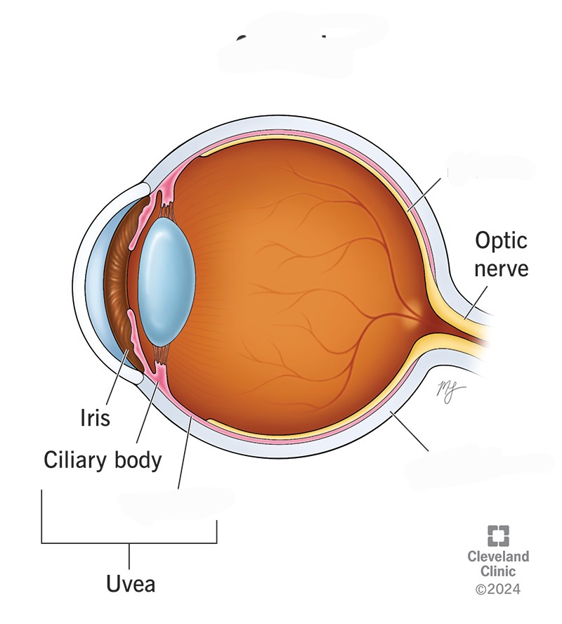 <p>the light-sensitive layer of tissue at the back of the eye responsible for converting light into signals that the brain interprets as vision</p>