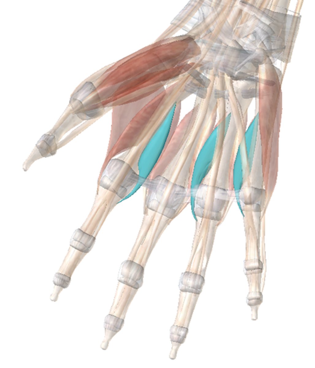 <p>extensor expansion</p>