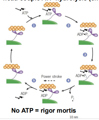 <ul><li><p>ATP binds to the cleft in the myosin head, releasing myosin from actin</p></li><li><p>ATP hydrolysis to ADP+Pi causes weak binding to actin </p></li><li><p>Pi release causes tighter binding and the power stroke that moves the thin filament toward the center of the sarcomere </p></li><li><p>ADP is released, freeing the ATP binding cleft 1) ATP binds to the cleft in the myosin head, releasing myosin</p></li></ul><p></p>