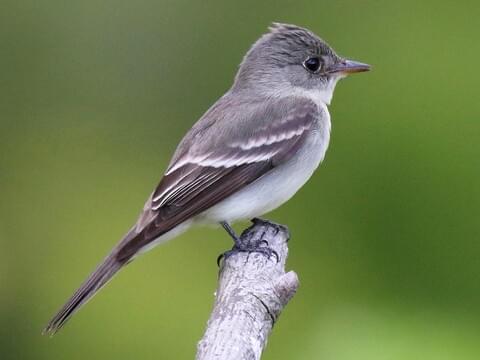<p>Gray-olive flycatcher with sad whistle call.</p>