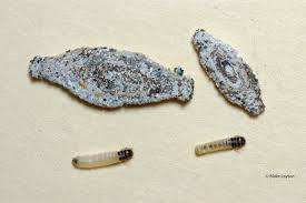 <p>Bagworm</p>