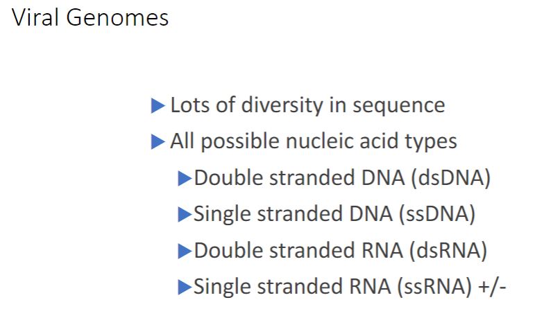 <p>-One clear distinction between cellular organisms and viruses is the nature of their genomes. Cellular genomes are always double-stranded (ds) DNA. Viruses, on the other hand, employ all four possible nucleic acid types: dsDNA, single-stranded (ss) DNA, ssRNA, and dsRNA. All four types are used by animal viruses. Most plant viruses have ssRNA genomes, and most bacterial and archaeal viruses have dsDNA. The size of viral genomes also varies greatly. Very small genomes are around 4,000 nucleotides-just large enough to code for three or four proteins. Some viruses save additional space by using overlapping genes. At the other extreme are the genomes of pandoraviruses, which infect protists. They are about 2.5 x 10° nucleotides long, exceeding some bacteria and archaea in coding capacity. Some RNA viruses have segmented genomes-genomes that consist of multiple pieces (segments) of RNA. In many cases, each segment codes for one protein and there may be as many as 10 to 12 segments. Usually all segments are enclosed in the same capsid.</p>