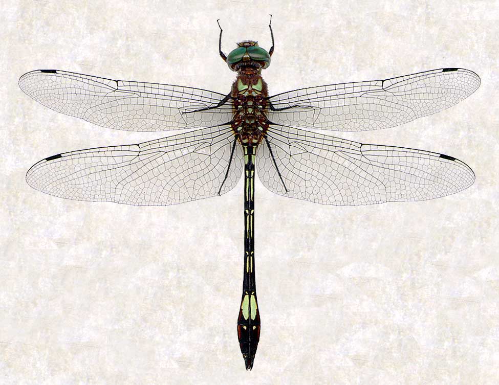 <p>Libellulidae</p><p></p><p>-Hindwing venation shows the “boot”</p><p>-Hindwings wider at base than forewings</p><p>-Wings held horizontally at rest</p>