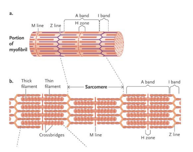 <p>alternating thick and thin filaments</p>