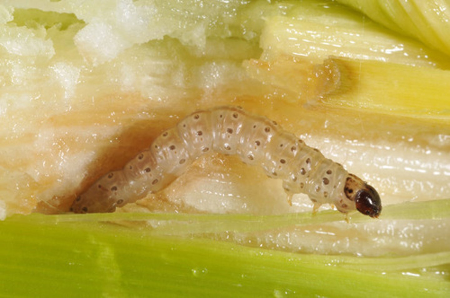 <p>A pesticide that targets species of insects and other invertebrates that consume crops.</p>