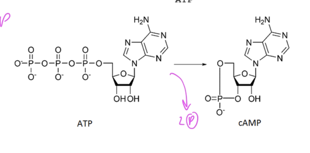 <p>ATP</p><ul><li><p>it is ATP with two less ps (so only 1 P)</p></li></ul><p></p>
