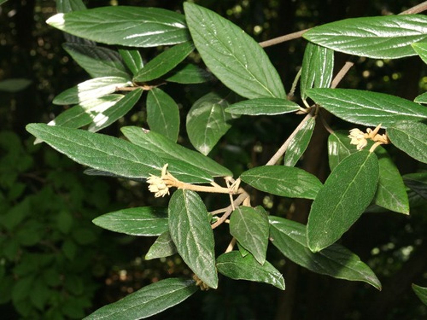 <p>-Glossy/smooth leaf texture<br>-Smaller leaves</p>
