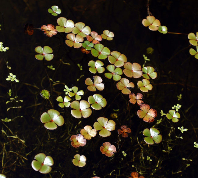 <p>Water-clover</p>