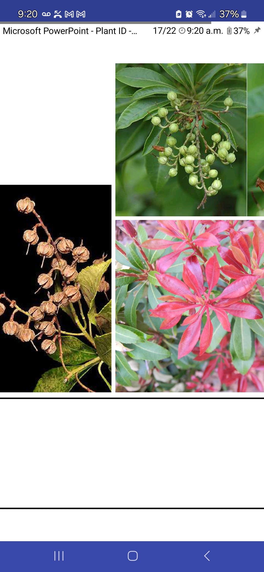 <p>Japanese pieris</p>
