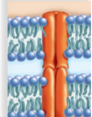 <p>KIND OF PROTEIN:<span><strong>Tight junctions join cells so that a tissue can fulfill a function</strong>, as when a tissue pinches off the neural tube during development. Without this cooperation between cells, an animal embryo would have no nervous system</span></p>