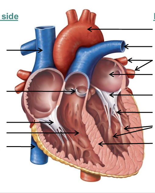 <p>Overall structure of the heart</p>