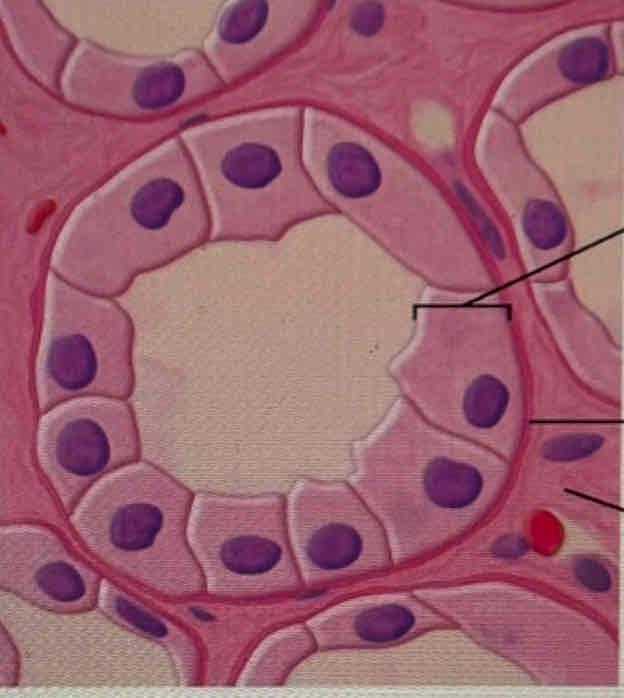 <p>What tissue is this?</p>