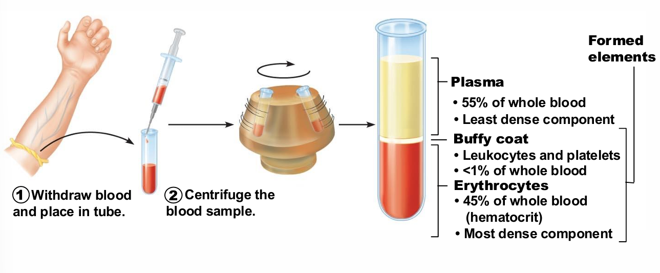 <ul><li><p> three layers</p><ol><li><p>Plasma on top (~55%)</p></li><li><p>Erythrocytes on bottom (~45%)</p></li><li><p>WBCs and platelets in Buffy coat (< 1%)</p></li></ol></li></ul><p></p>