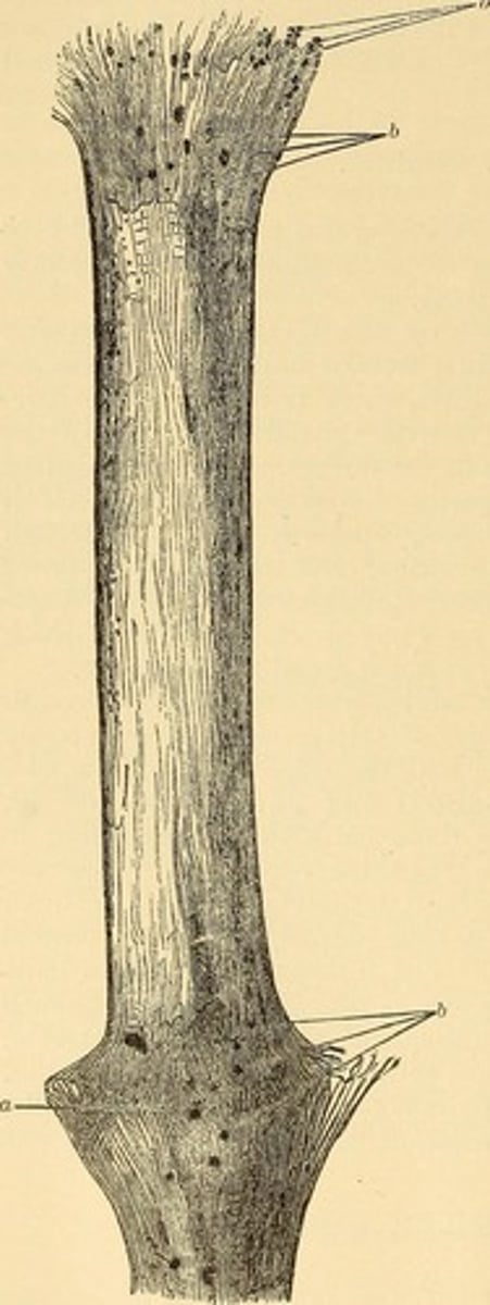 <p>technical term for beaded hair.</p>