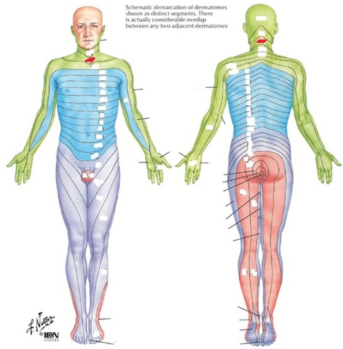 <p>AC joint</p>