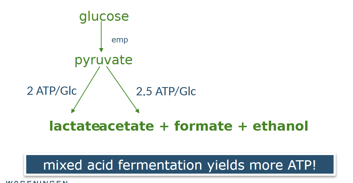 <p><span style="line-height: 22.0875px;">1. Homofermentative: mainly 1 product &nbsp;<br>-Homolactic fermentation: only lactate made&nbsp;<br>- Mixed acid fermentation: many organic acids &nbsp;</span></p><p class="Paragraph SCXW36356782 BCX0" style="text-align: left;"><span style="line-height: 22.0875px;">&nbsp;</span></p><p class="Paragraph SCXW36356782 BCX0" style="text-align: left;"><span style="line-height: 22.0875px;">&nbsp;</span></p><p class="Paragraph SCXW36356782 BCX0" style="text-align: left;"><span style="line-height: 22.0875px;">Can switch from homolactic to mixed acid fermentation&nbsp;<br>When? &nbsp;conditions with limited substrate and during slow growth</span></p><p class="Paragraph SCXW36356782 BCX0" style="text-align: left;"><span style="line-height: 22.0875px;">why? more energy efficient </span></p>