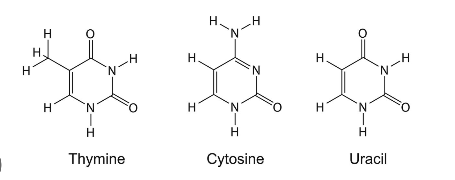 <p>one ring</p><p>cytosine, tyrosine, uracil&nbsp;</p>
