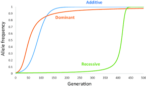 <ul><li><p><strong>recessive </strong>beneficial alleles take <strong>longer </strong>to <strong>fix </strong>in a population because they can only show a beneficial effect when <strong>homozygous</strong>, which is <strong>rare </strong>at first</p></li><li><p>the frequency <strong>slowly increases </strong>at first, until some organisms are homozygous, where it causes a ‘<strong>selective sweep</strong>’ because that allele will then be greatly selected for</p></li></ul><p></p>
