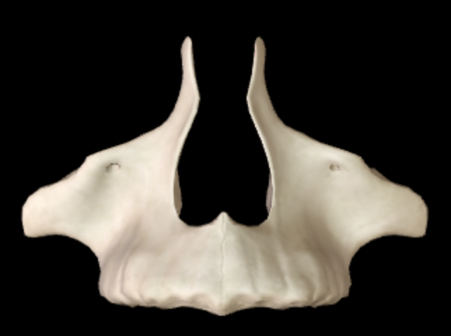 <p>Which bone is this?</p>