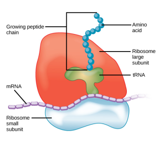 <p>site of protein synthesis (translation), creating proteins from an mRNA template.</p>