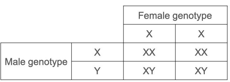 <p>50% chance of female (XX)</p>