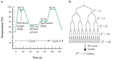 <ul><li><p>Step 1 is at 95C</p></li><li><p>Step 2 is at 60C</p></li></ul><p></p>