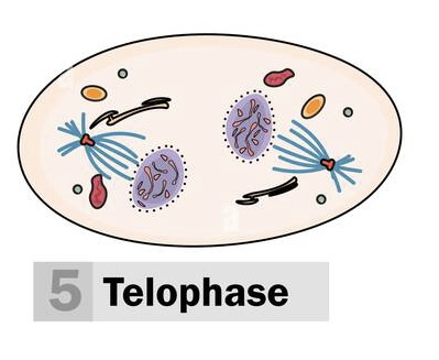 <p>Telophase (4)</p>