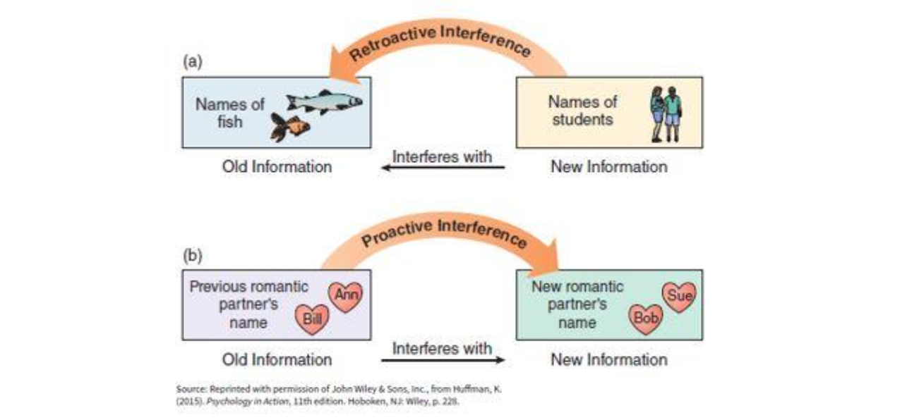 <p>Forgetting is influenced by what happens to people before or after they take information in </p><ul><li><p>Proactive interference - competing information that is learned before the forgotten material, preventing its subsequent recall </p><ul><li><p>Old info interferes with new </p></li></ul></li><li><p>Retroactive interference - learning of new information disrupts access to previously recalled information </p><ul><li><p>New info interferes with old </p></li></ul></li></ul><p></p>