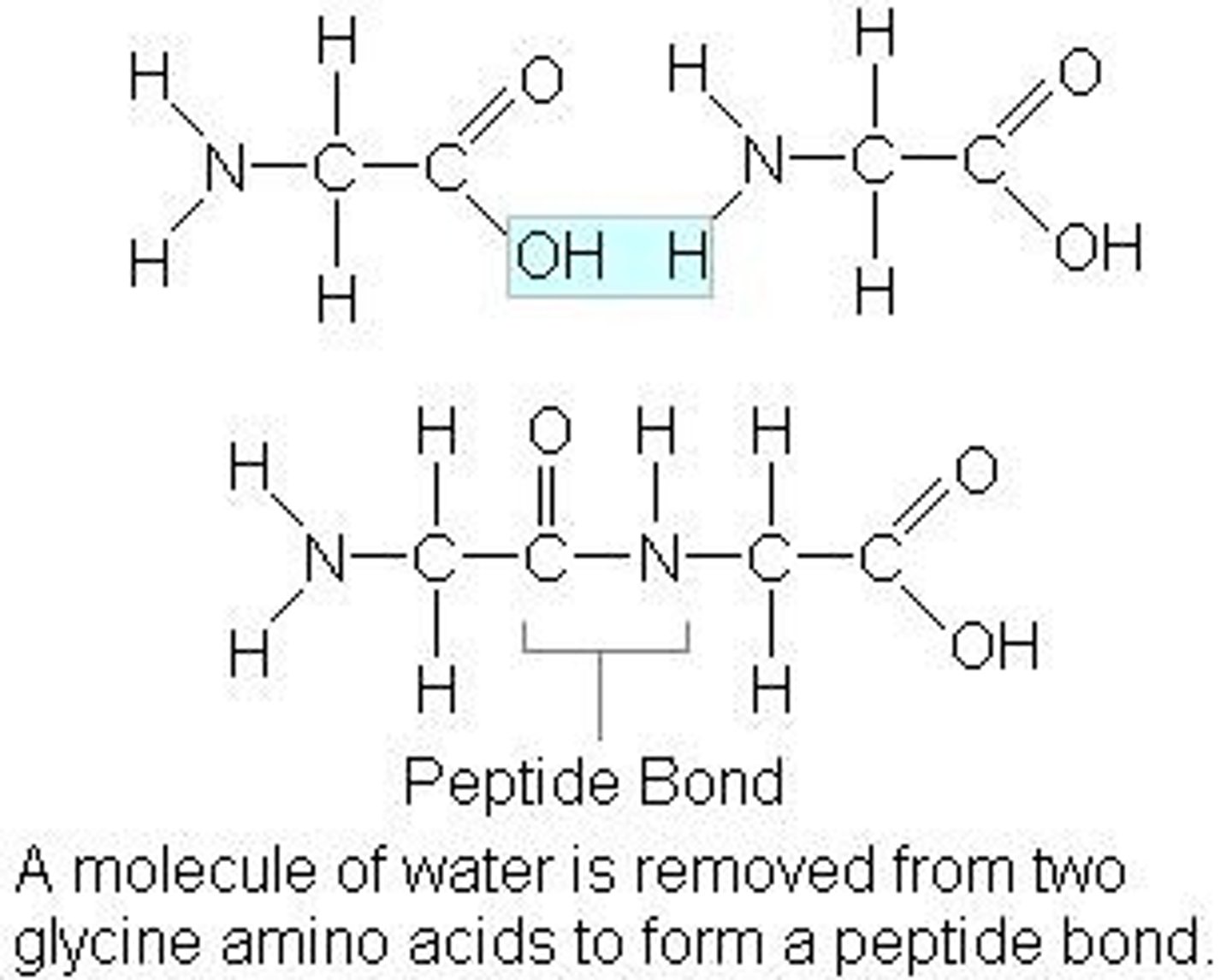 <p>2 amino acids join together to form a dipeptide</p><p>A molecule of water is removed</p><p>- Ensure to circle the OH and H reacting, and label the peptide bond, and write in the H2O molecule removed</p>