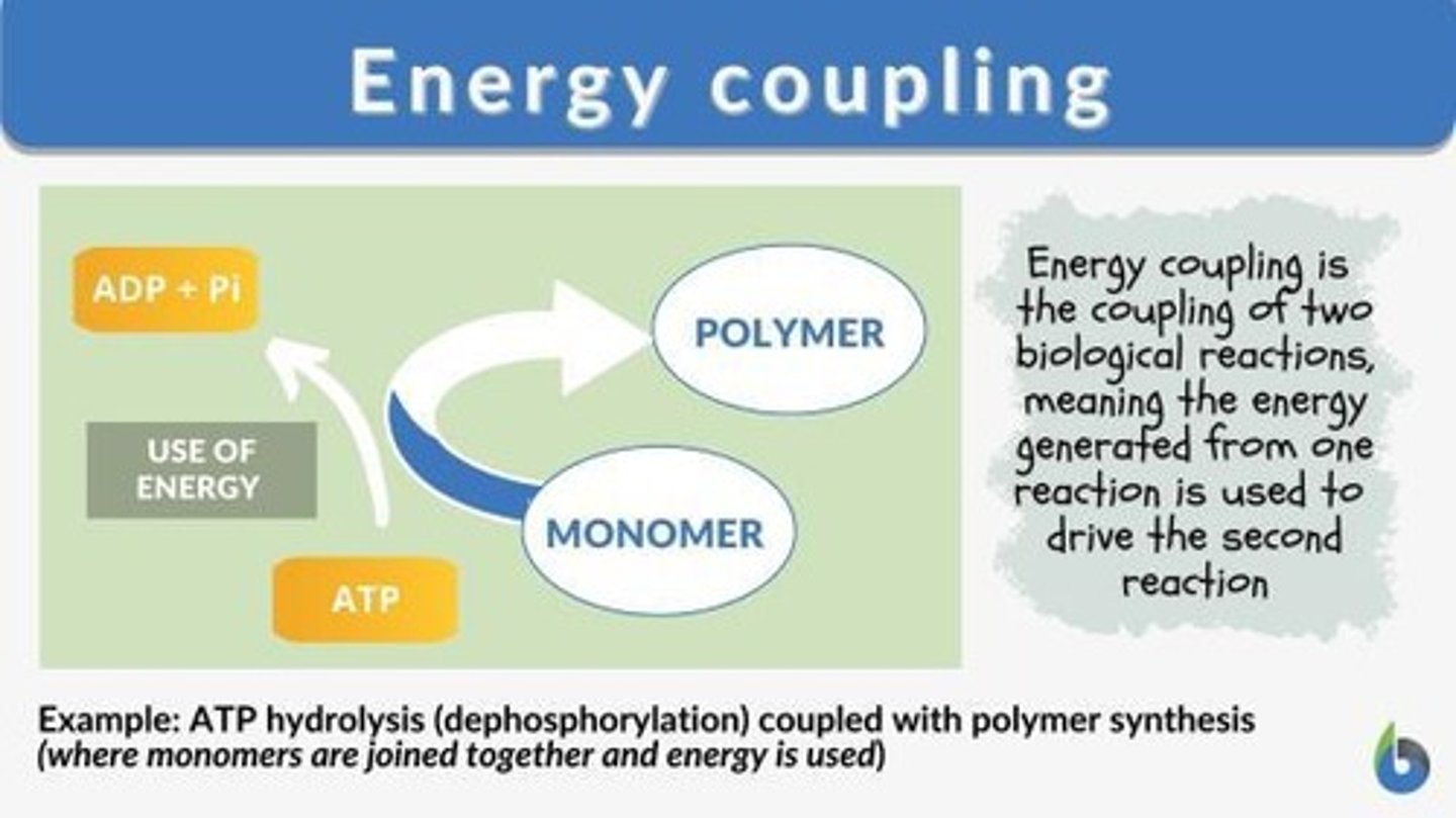 <p>The use of an exergonic process to drive an endergonic one. Most energy coupling in cells is mediated by ATP.</p>