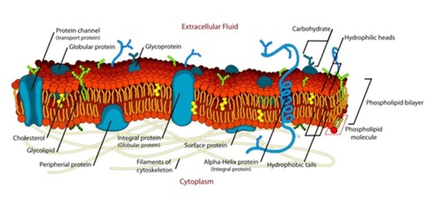 <p>semipermeabilní fosfolipidová dvojvrstva</p>