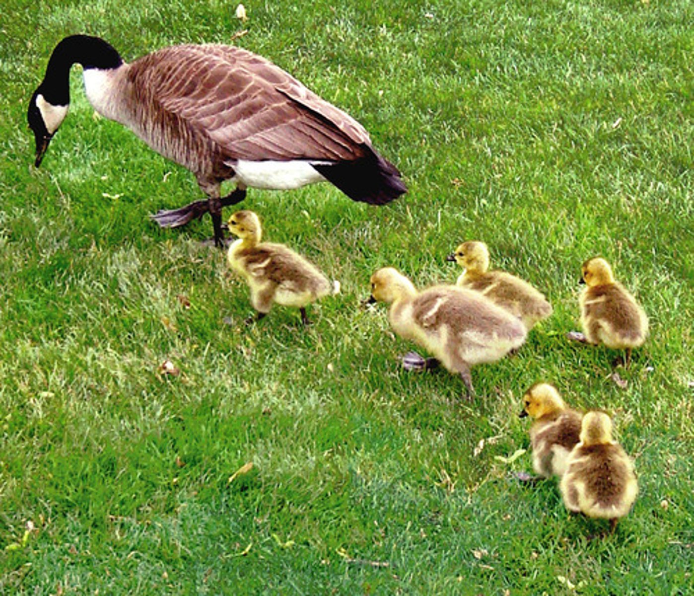 <p>When they hatch, their eyes are open, they have feathers and are able to move around. They can do most things themselves but parents stick around until they are able to fly. IE: Chickens, ducks, geese, sandhill cranes, etc.</p>