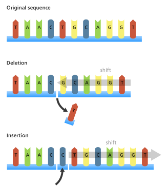 <p>The number of bases changes due to the addition or removal of one or more nucleotides in the DNA sequence. This causes the reading frame to shift, thereby changing all the codons after the mutation.</p>