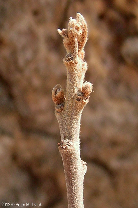 <ul><li><p>moist soils, shrub, invasive</p></li><li><p>pseudo opp branch, but mostly alt</p></li><li><p>leaves: smooth margin, pinnate, glossy</p></li><li><p>buds: terminal, naked &amp; fuzzy, tan, small</p></li><li><p>bark: light brown, white lent</p></li><li><p>repro: purple / black berries</p></li></ul>
