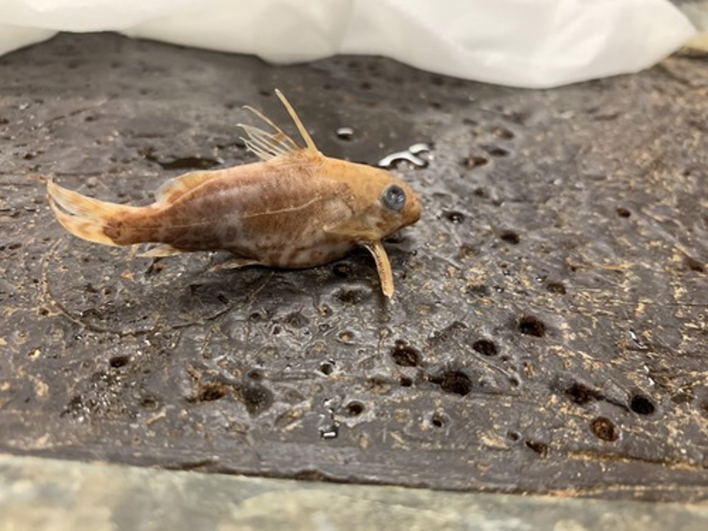 <p>upsidedown catfish</p>