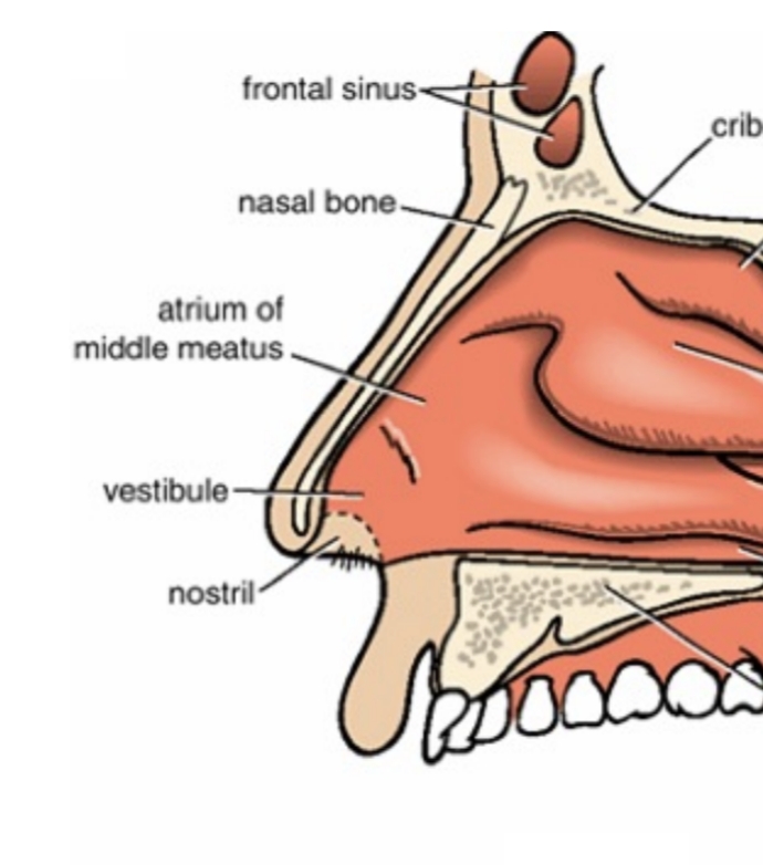 <p>Name the three projections on the lateral wall of the nasal cavity.</p>