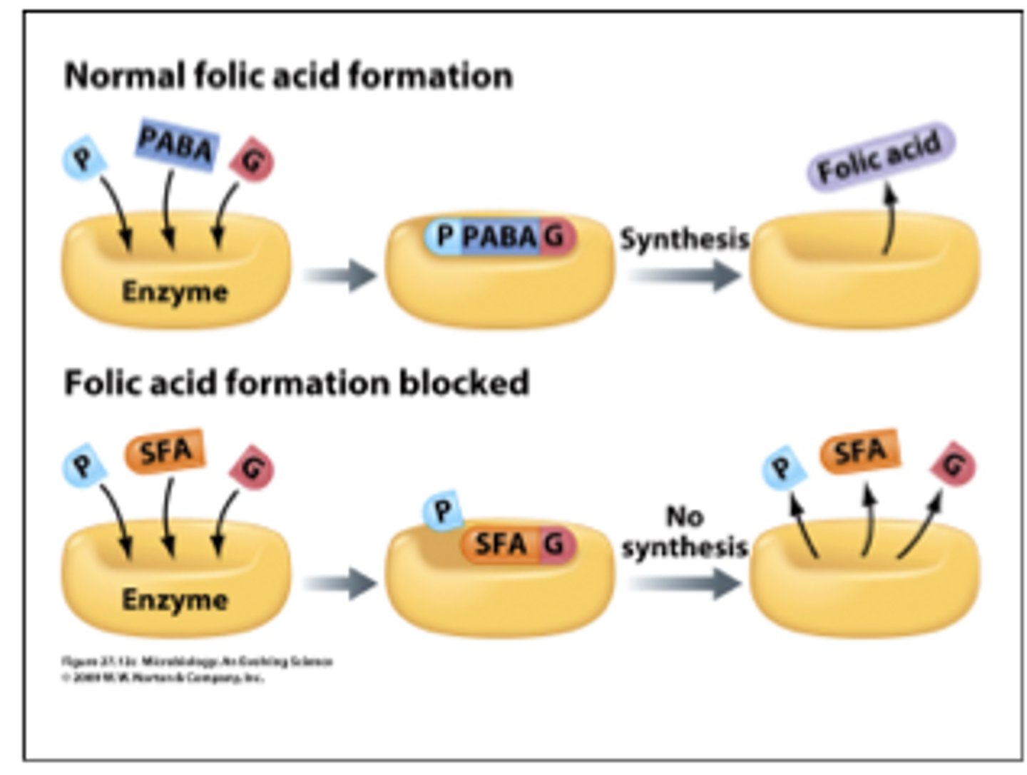 <p>sulfa drugs inhibit folic acid production so no nucleotides are produced.</p><p>competitive inhibitor blocking enzyme from binding</p>