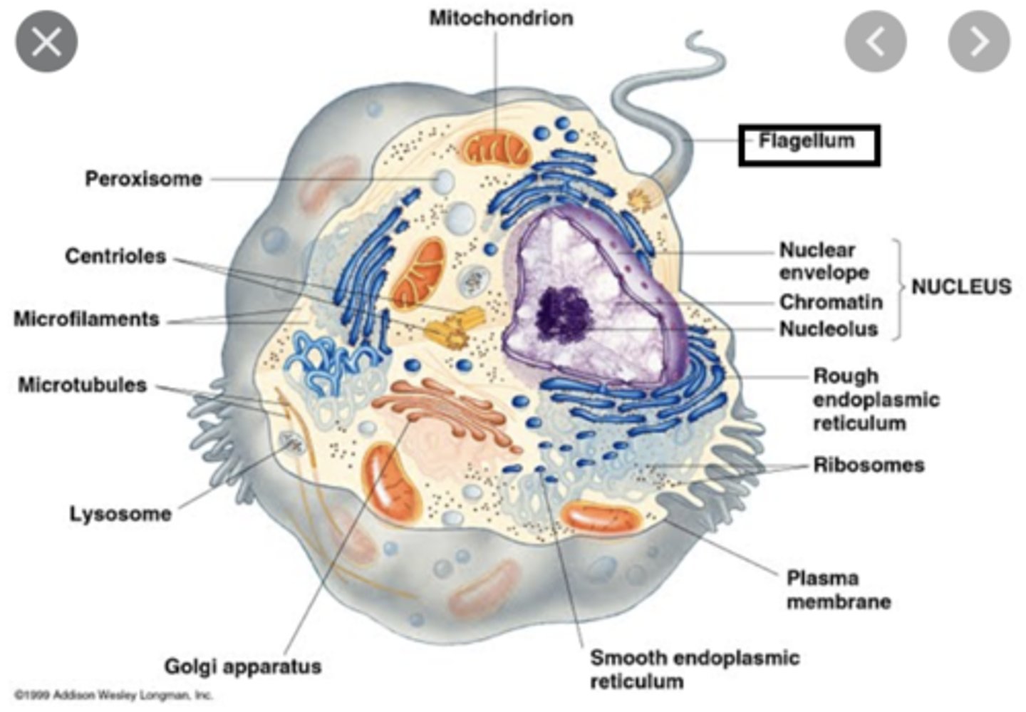 <p>- long projections of the cell membrane containing 9 pairs of microtubules surrounding 1 pair</p><p>- allows flagellum to move sperm cells</p>