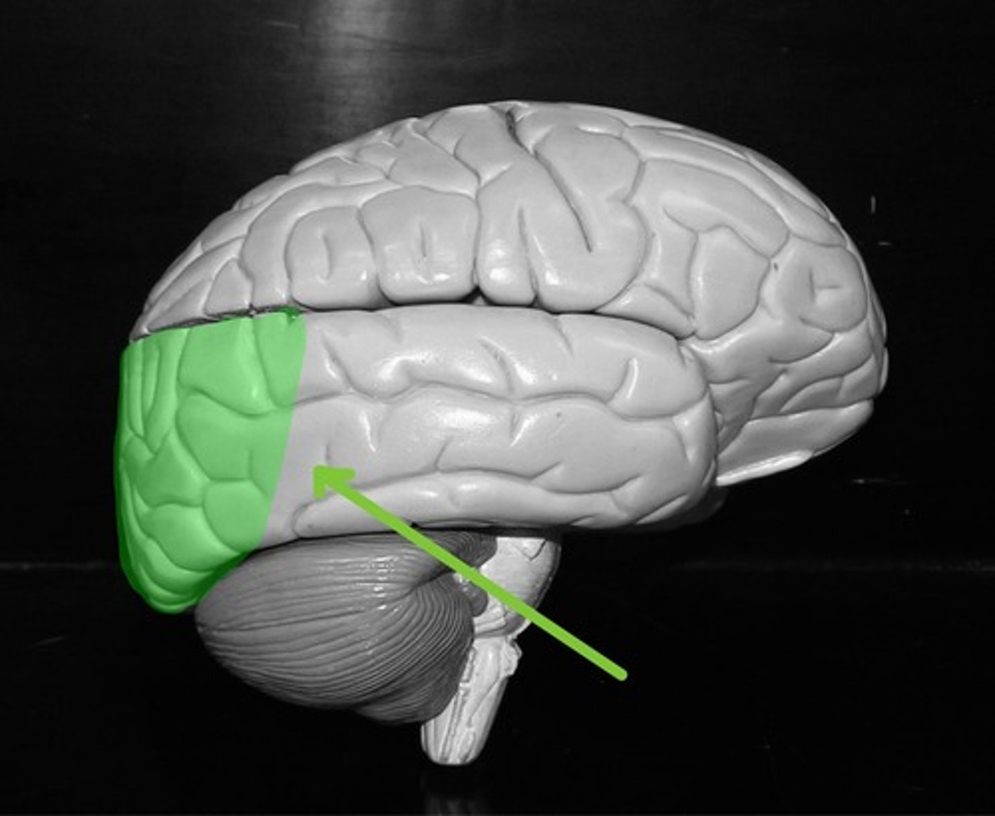 <p>Processes vision</p>