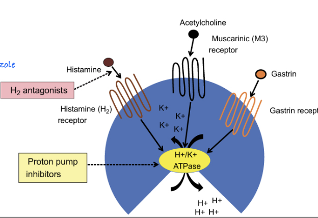 <p>1. proton pump inhibitor (omeprazole)</p><p>2. GI protectant (sucralfate- improves healing when combined w/ omeprazole)</p><p>3. histamine 2 blockers (less effective than PPI)</p><p>4. antacid</p><p>5. misoprostol (for glandular ulcers)</p>