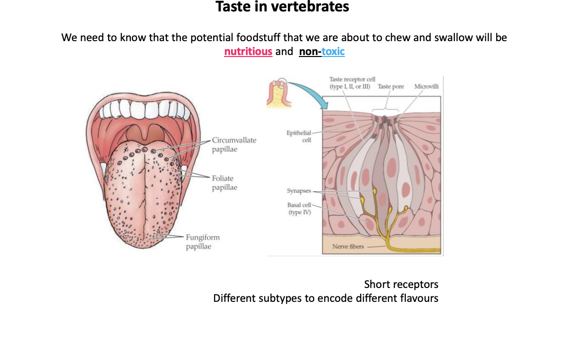 <ul><li><p>short receptors </p></li><li><p>localised in taste buds</p></li><li><p>in papillae on the tongue and palate</p></li></ul><p></p>