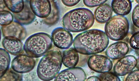 <p><span>Coccidiosis in Neonatal Goats</span></p>