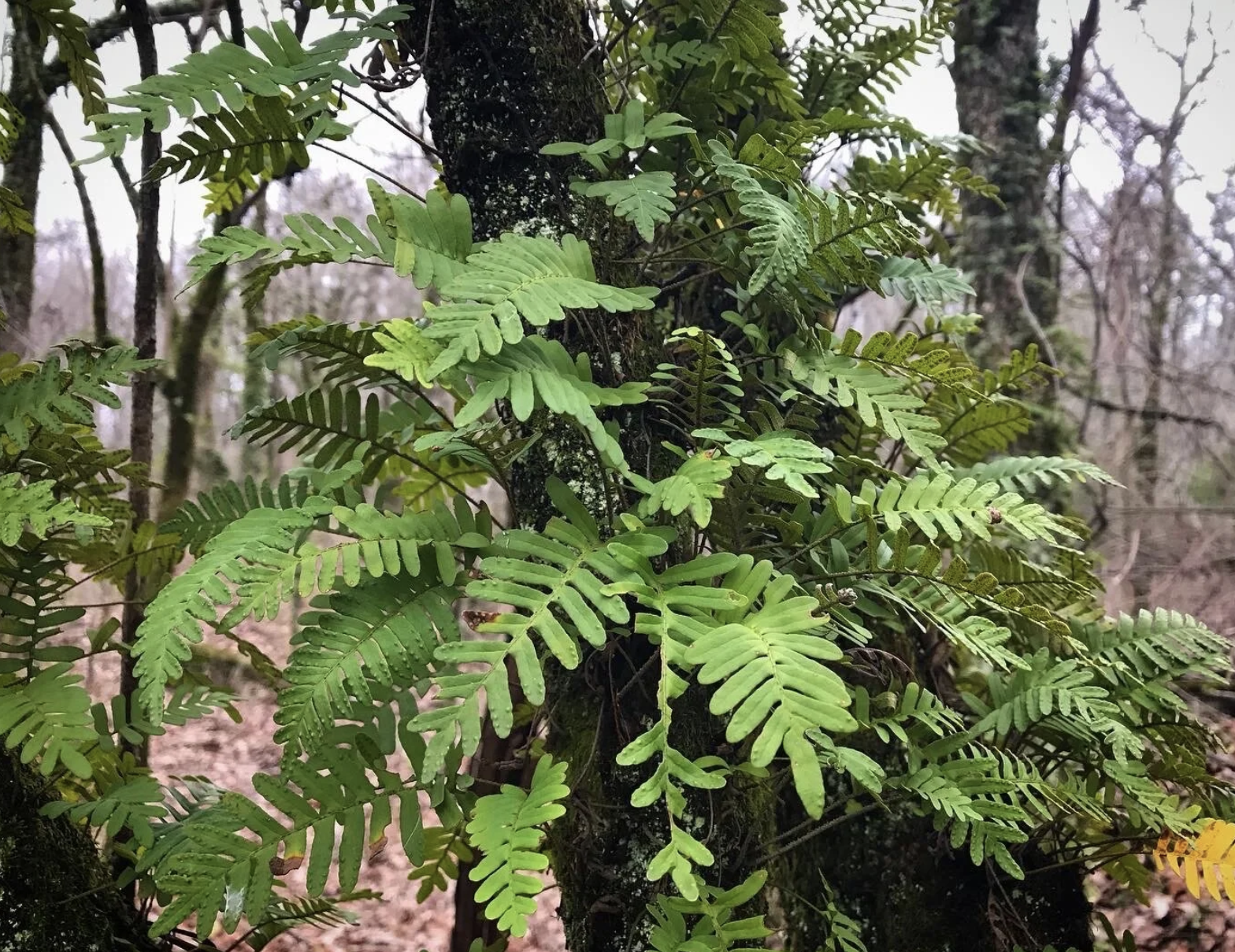<p>Epiphytic</p>